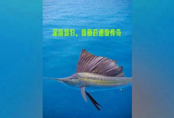 旗鱼视频,探索海洋奥秘，畅游视觉盛宴