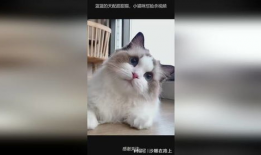 猫咪交配视频,揭秘交配过程