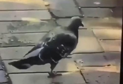 啪啪啪动态视频,一场令人心跳加速的啪啪啪动态视频回顾