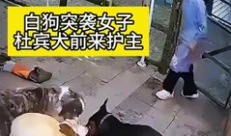 狗配人视频,温馨治愈的配对瞬间