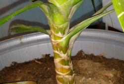 龙须树修剪视频,视频教程深度解读