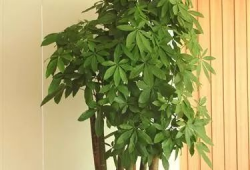 发财树修剪方法视频