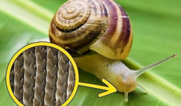大蜗牛,探寻自然界的奇妙生物与生态价值