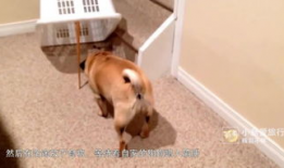 人狗性交视频,伦理争议与法律边界